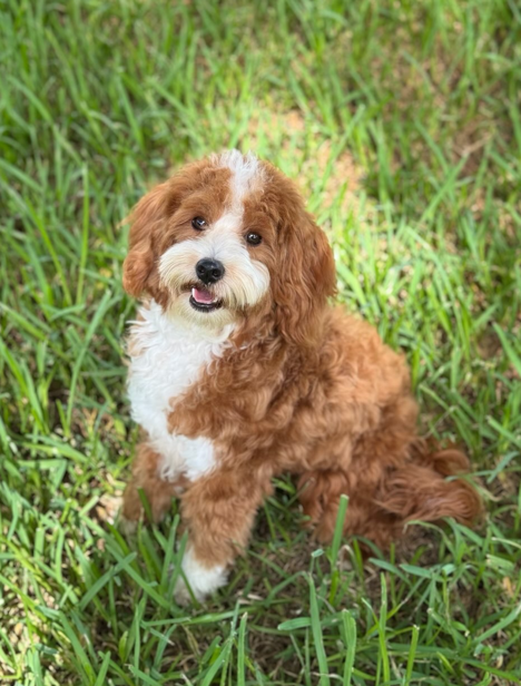 Apricot and white Goldendoodle puppy sitting in green grass