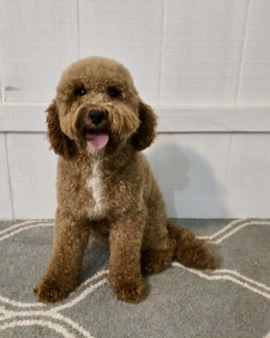 Aspen — Multigen Miniature Goldendoodle