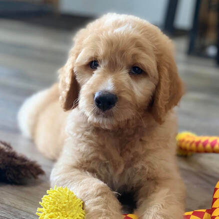 Goldendoodles