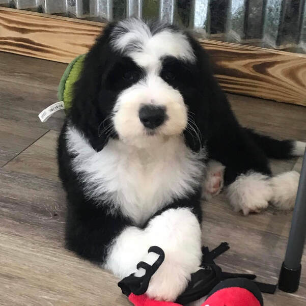Sheepadoodles