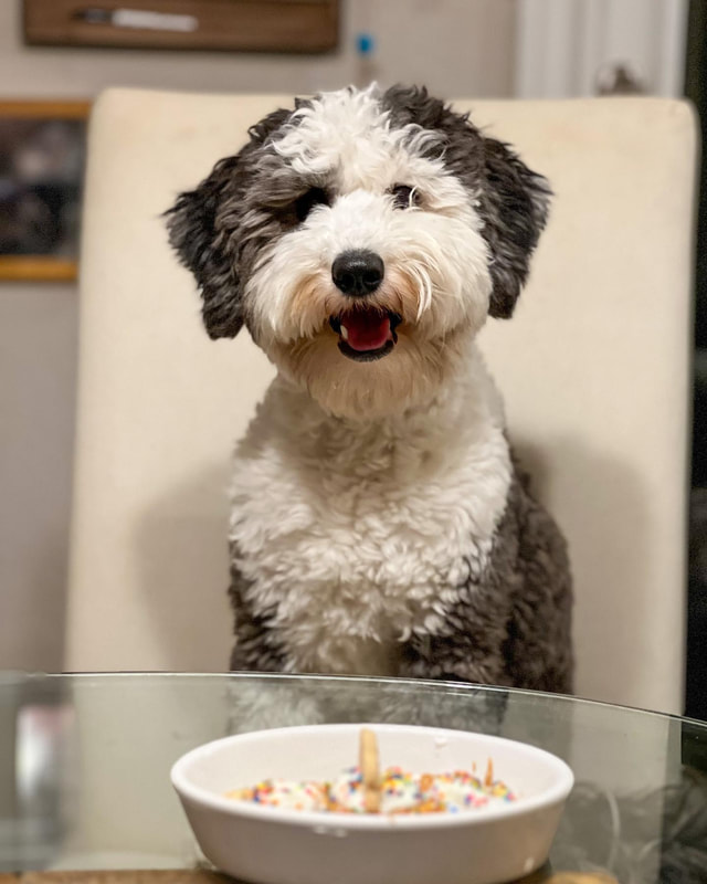 Dipper — CKC F1 Mini Sheepadoodle