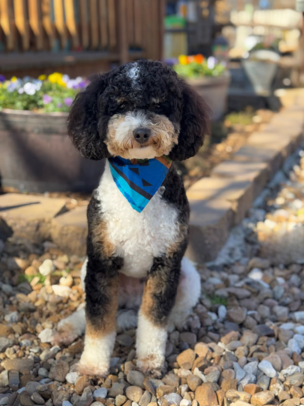 Dutton — AKC Miniature Poodle