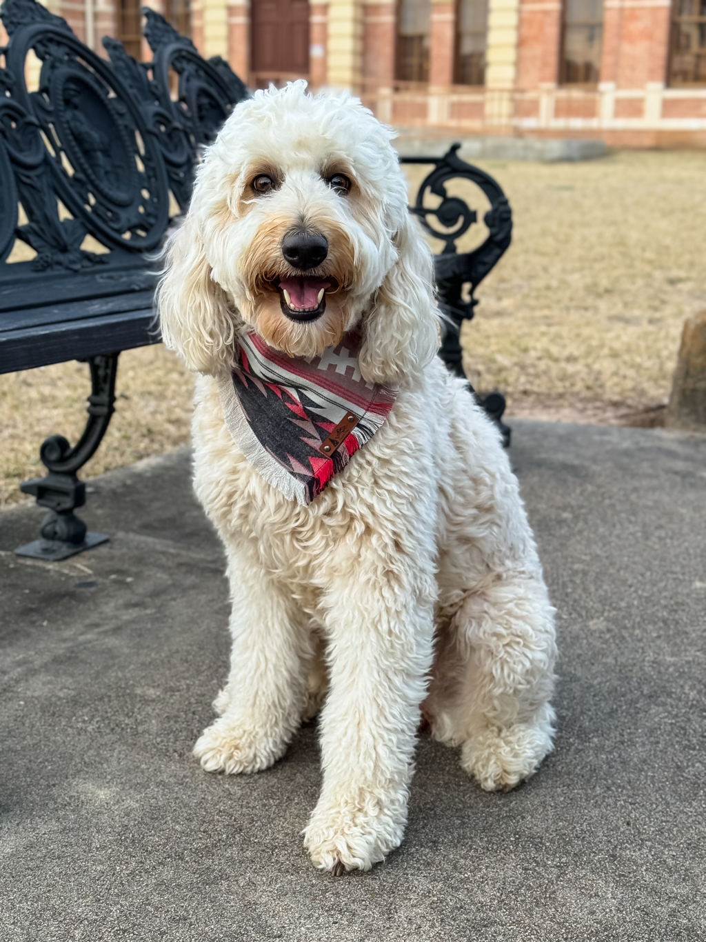 Maggie — Medium Goldendoodle