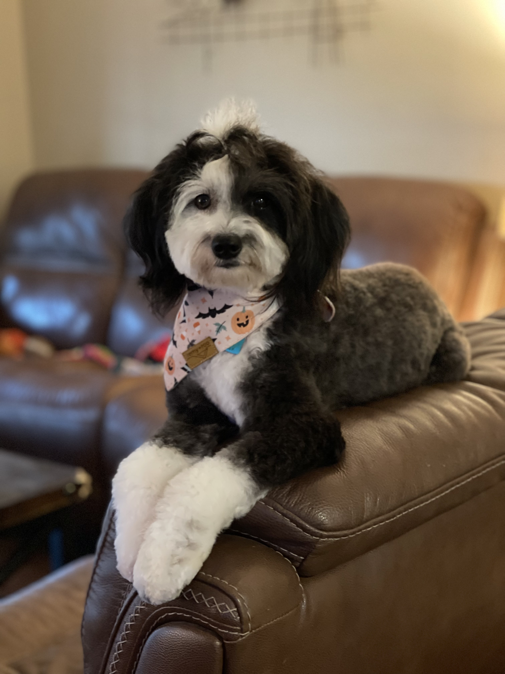 Navy — Mini Sheepadoodle