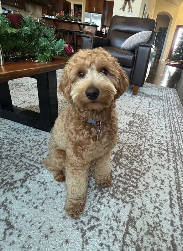 Penny — Multigen Miniature Goldendoodle