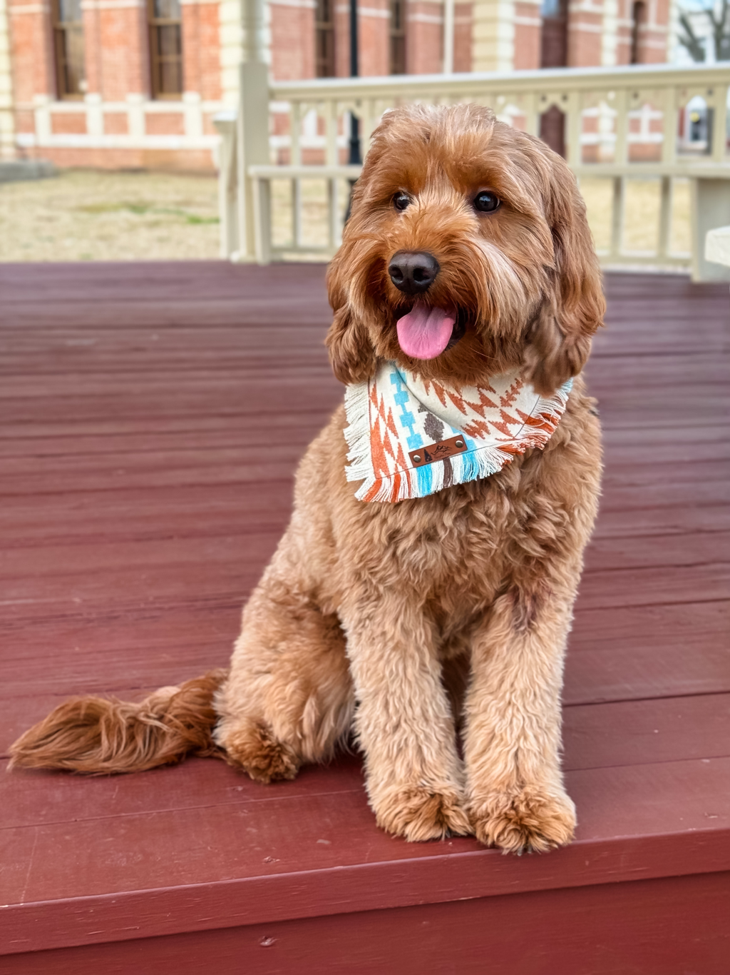 Rebel — Mini Goldendoodle