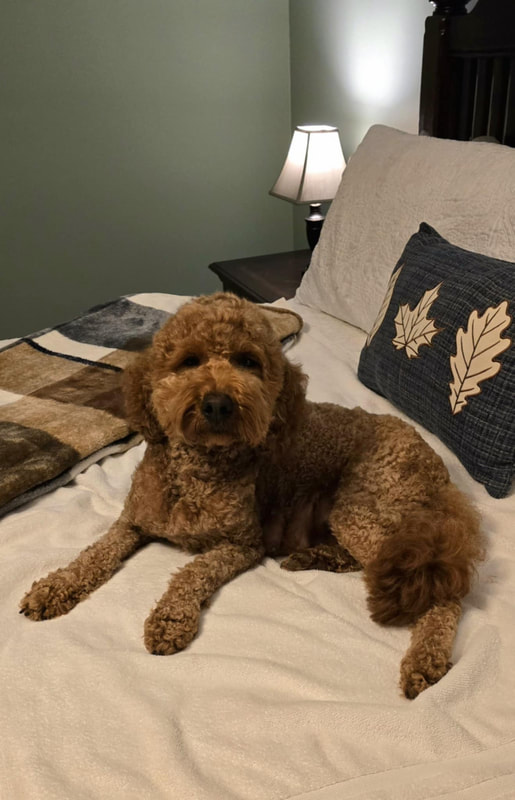 Scarlett — Multigen Miniature Goldendoodle